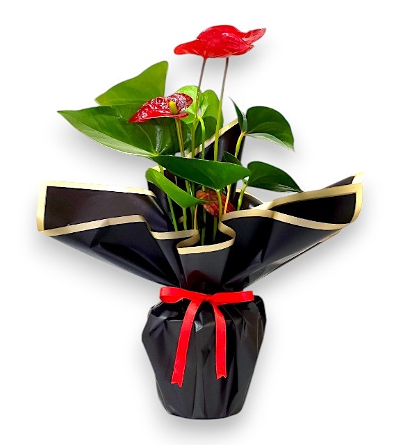 Kırmızı Antoryum Saksı Çiçeği