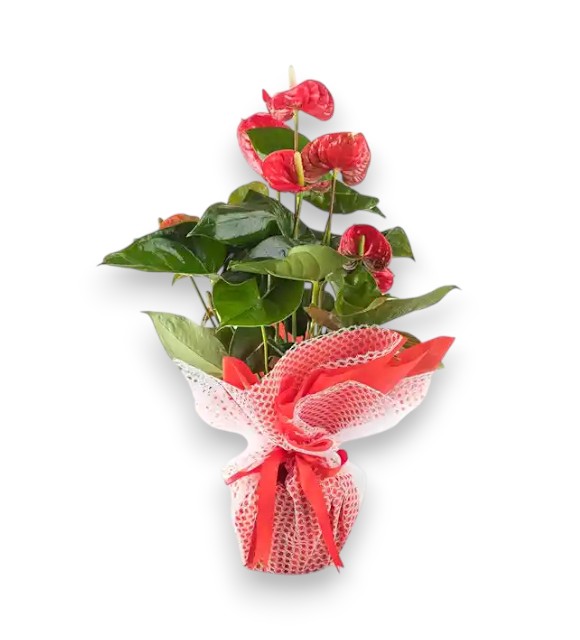 Red Antoryum