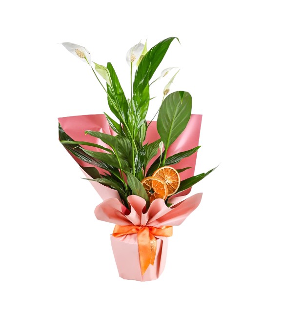 Spatifilyum Pembe Bukette